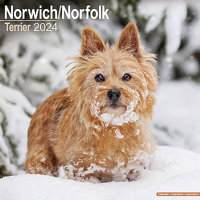 Norwich & Norfolk Terrier Calendar 2024 (Square)